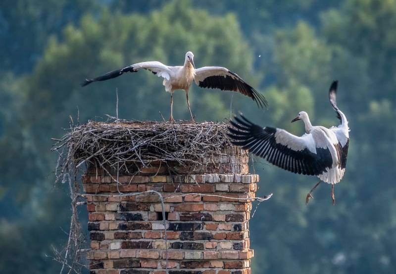 The Homeowner's Guide to Chimney Maintenance in California's Climate